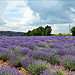 Et voilà ... la lavande ! by miriam259 - Apt 84400 Vaucluse Provence France