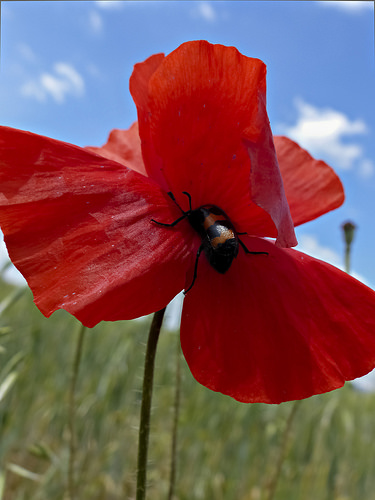 La tête dans le coquelicot by mary maa