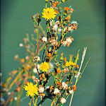 Fleurs jaunes par Dor Ka - Beaumes de Venise 84190 Vaucluse Provence France