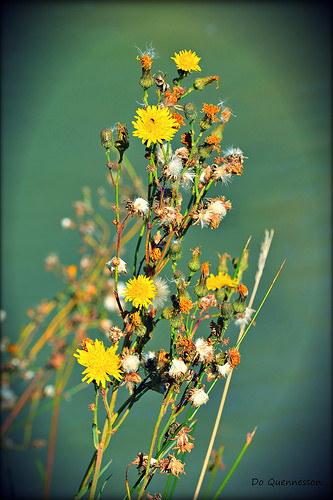 Fleurs jaunes by Dor Ka