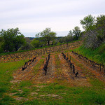 Vignes adaptées à la pente (en hiver) par fgenoher - Beaumes de Venise 84190 Vaucluse Provence France