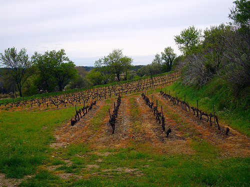 Vignes adaptées à la pente (en hiver) by fgenoher