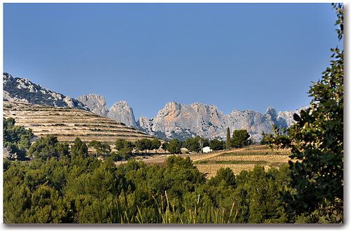 A l'ombre des Dentelles de Montmirail - Beaumes-de-Venise (84) by Charlottess