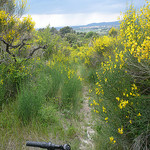 Randonnée à Vélo au milieu des genets by gab113 - Bédoin 84410 Vaucluse Provence France