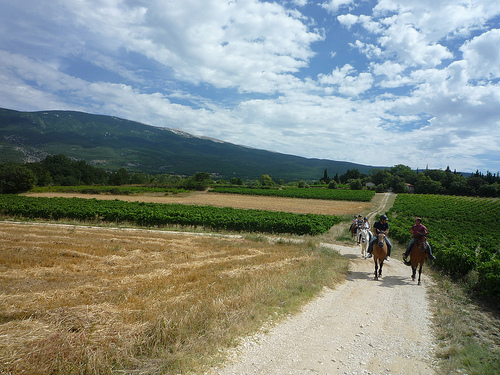 Ballade à Cheval au pied du Mont-Ventoux by gab113