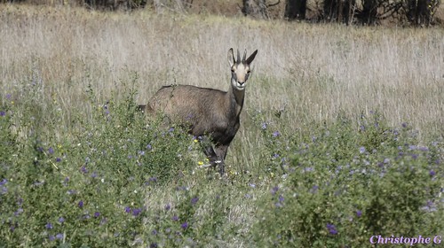 Le chamois vadrouilleur dans la plaine vauclusienne au milieu de la luzerne by Christophe Guay