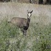 Le chamois vadrouilleur dans la plaine vauclusienne au milieu de la luzerne par Christophe Guay - Bédoin 84410 Vaucluse Provence France