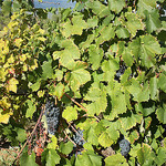 Côte du Ventoux - grapes growing by Sokleine - Bédoin 84410 Vaucluse Provence France