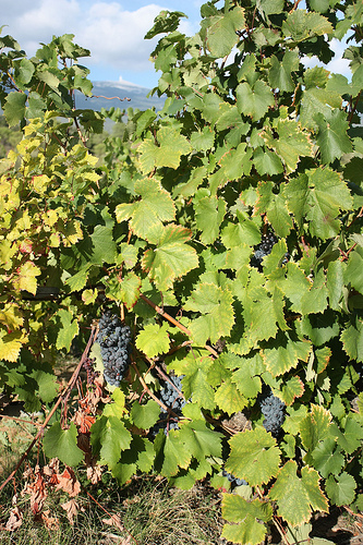 Côte du Ventoux - grapes growing par Sokleine