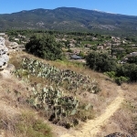 Champs de cactus et Mont-Ventoux par voyageur85 - Bédoin 84410 Vaucluse Provence France