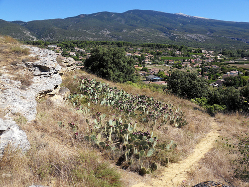 Champs de cactus et Mont-Ventoux par voyageur85