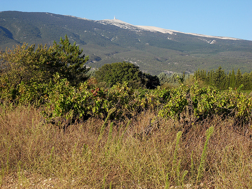 Le Mont Ventoux vu de Bédoin by voyageur85