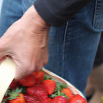 Panier de Fraises - Marché de Bedoin by gab113 - Bédoin 84410 Vaucluse Provence France