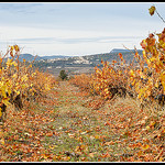 Entre 2 rangées de vigne : le Village du Barroux by Photo-Provence-Passion - Bédoin 84410 Vaucluse Provence France