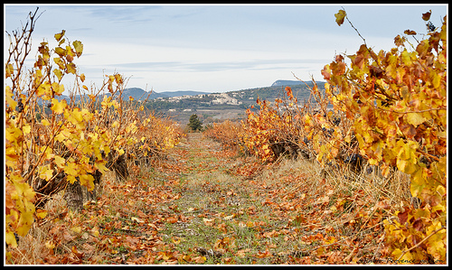 Entre 2 rangées de vigne : le Village du Barroux par Photo-Provence-Passion