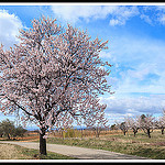 Champ d'Amandiers en Fleurs by Photo-Provence-Passion - Bédoin 84410 Vaucluse Provence France