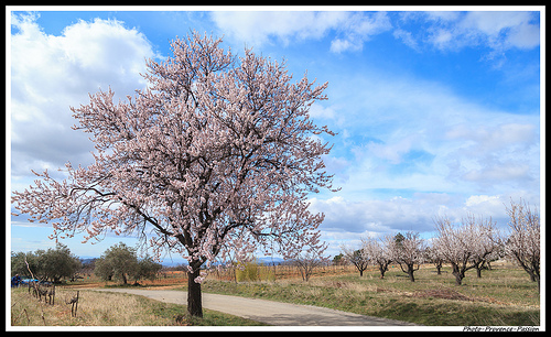 Champ d'Amandiers en Fleurs par Photo-Provence-Passion