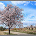 Champ d'Amandiers en Fleurs by Photo-Provence-Passion - Bédoin 84410 Vaucluse Provence France