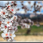 Branche d'amandier en fleurs par Photo-Provence-Passion - Bédoin 84410 Vaucluse Provence France