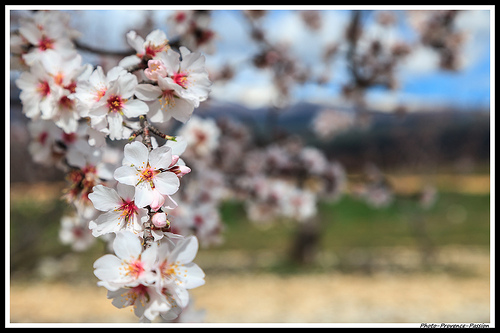 Branche d'amandier en fleurs par Photo-Provence-Passion