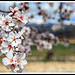 Branche d'amandier en fleurs by Photo-Provence-Passion - Bédoin 84410 Vaucluse Provence France
