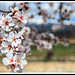 Branche d'amandier en fleurs par Photo-Provence-Passion - Bédoin 84410 Vaucluse Provence France