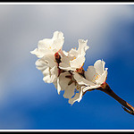 Gros plan : fleur d'Amandier par Photo-Provence-Passion - Bédoin 84410 Vaucluse Provence France