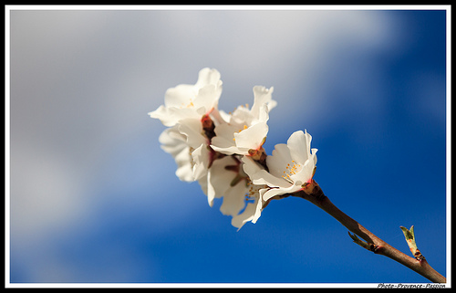 Gros plan : fleur d'Amandier by Photo-Provence-Passion