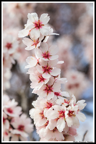 Branche d'Amandier en Fleur by Photo-Provence-Passion