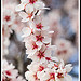 Branche d'Amandier en Fleur par Photo-Provence-Passion - Bédoin 84410 Vaucluse Provence France