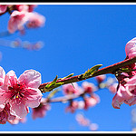 Fleurs de Pêcher par Photo-Provence-Passion - Bédoin 84410 Vaucluse Provence France