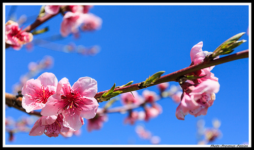 Fleurs de Pêcher by Photo-Provence-Passion