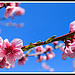 Fleurs de Pêcher by Photo-Provence-Passion - Bédoin 84410 Vaucluse Provence France