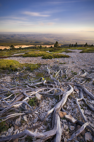 Roots by David BOUSCARLE