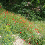 Champs de Coquelicots par gab113 - Bédoin 84410 Vaucluse Provence France