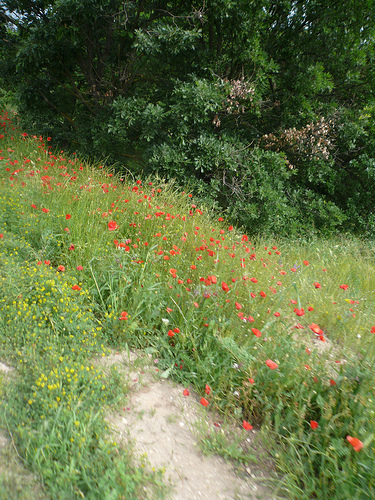 Champs de Coquelicots by gab113