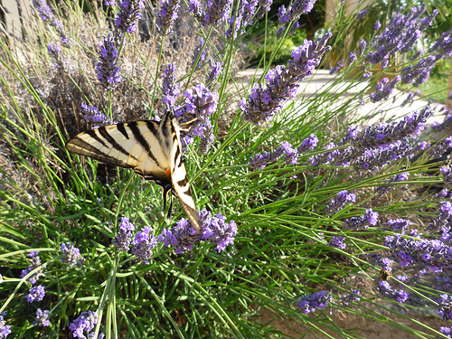 Papillon zébré sur lavande par gab113