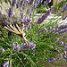 Papillon zébré sur lavande par gab113 - Blauvac 84570 Vaucluse Provence France