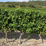 Vigne au pied de Blauvac par gab113 - Blauvac 84570 Vaucluse Provence France