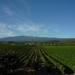 Champs de vigne et Mont-Ventoux by gab113 - Blauvac 84570 Vaucluse Provence France