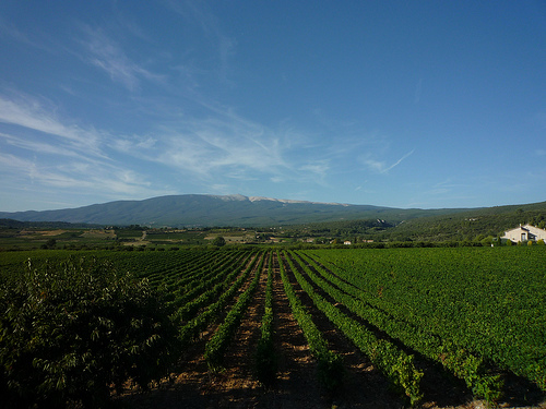 Champs de vigne et Mont-Ventoux par gab113