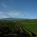 Champs de vigne et Mont-Ventoux par gab113 - Blauvac 84570 Vaucluse Provence France