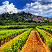 Bonnieux HDR - vignes en contre bas by fiatluxca - Bonnieux 84480 Vaucluse Provence France