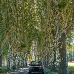 Provence Road Images - Tree Canopy par C.R. Courson - Bonnieux 84480 Vaucluse Provence France