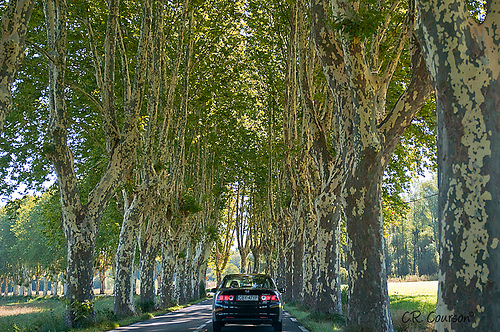 Provence Road Images - Tree Canopy by C.R. Courson