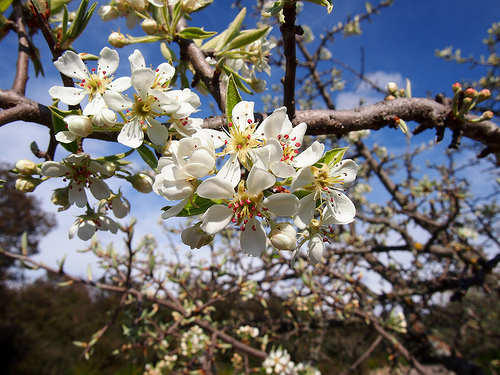 Cerisier en fleur par Cpt_Love