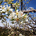 Cerisier en fleur by Cpt_Love - Bonnieux 84480 Vaucluse Provence France