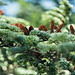 Cèdre - Forêt des cèdres  par Cpt_Love - Bonnieux 84480 Vaucluse Provence France