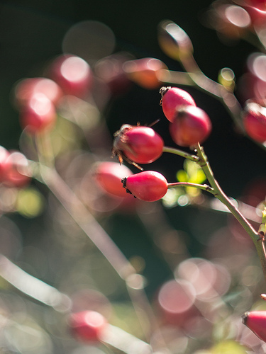 Eglantier : fleur rouge by Cpt_Love