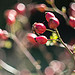 Eglantier : fleur rouge par Cpt_Love - Bonnieux 84480 Vaucluse Provence France